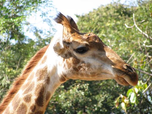 zoo bh