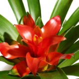 Bromélias – Como cuidar, espécies