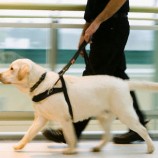 Cão guia para cegos
