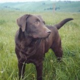 Como adestrar um filhote de labrador