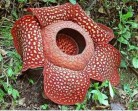 Fotos de flores raras  e exóticas