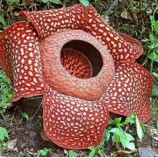 Fotos de flores raras  e exóticas