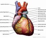 Mensagens para o dia do cardiologista