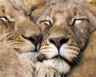 Fotos divertidas de animais