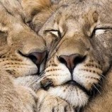 Fotos divertidas de animais