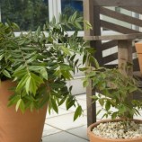 Como cultivar árvores frutíferas em vasos