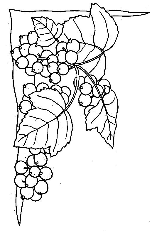 risco para pintura com cachos de uva 