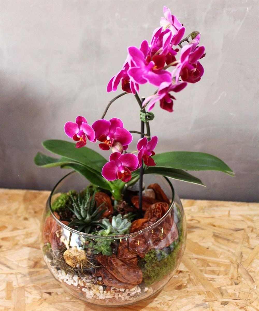 mini orquídea no vaso