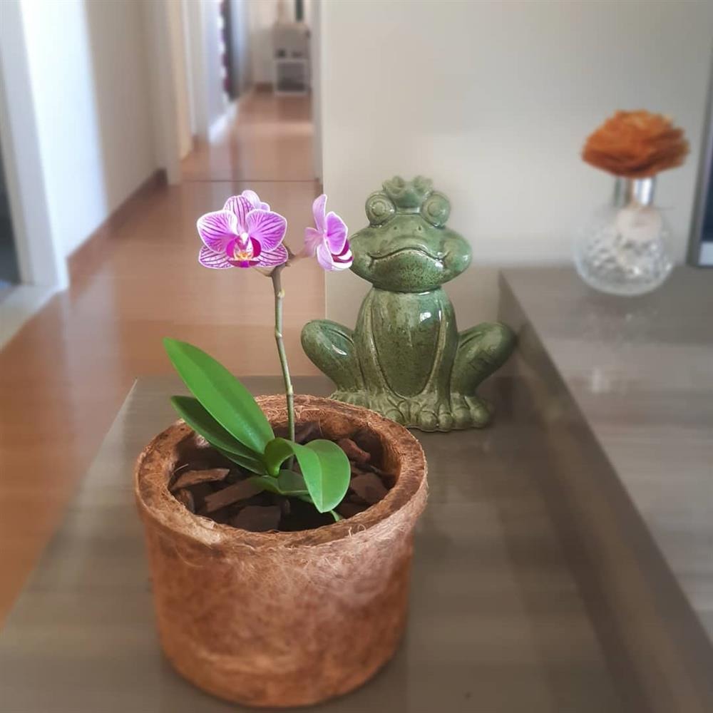 Pequena orquídea