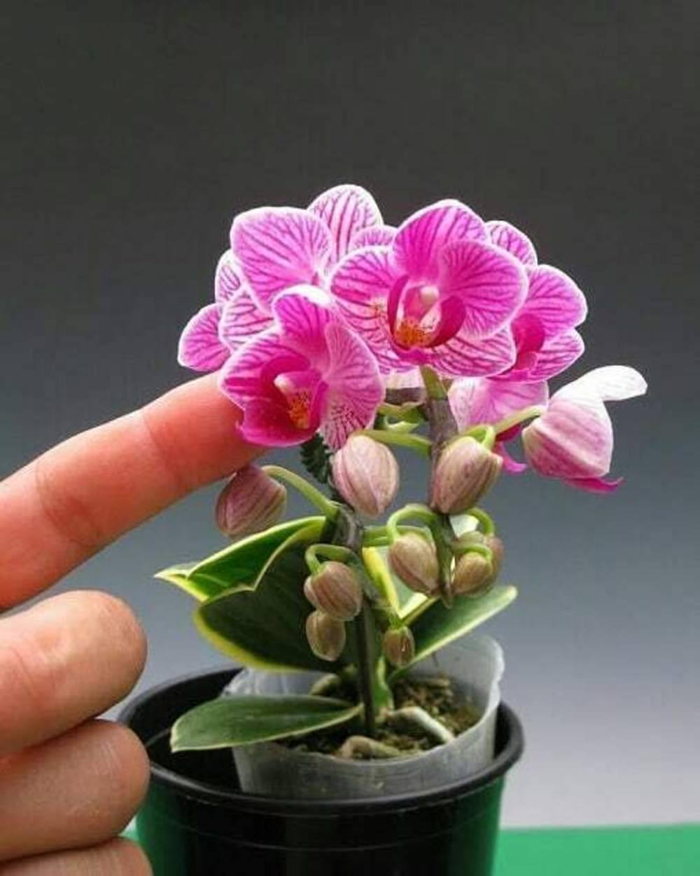 mini phalaenopsis