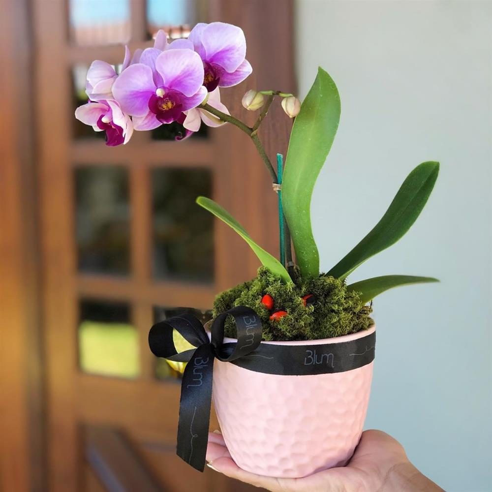 mini orquídea