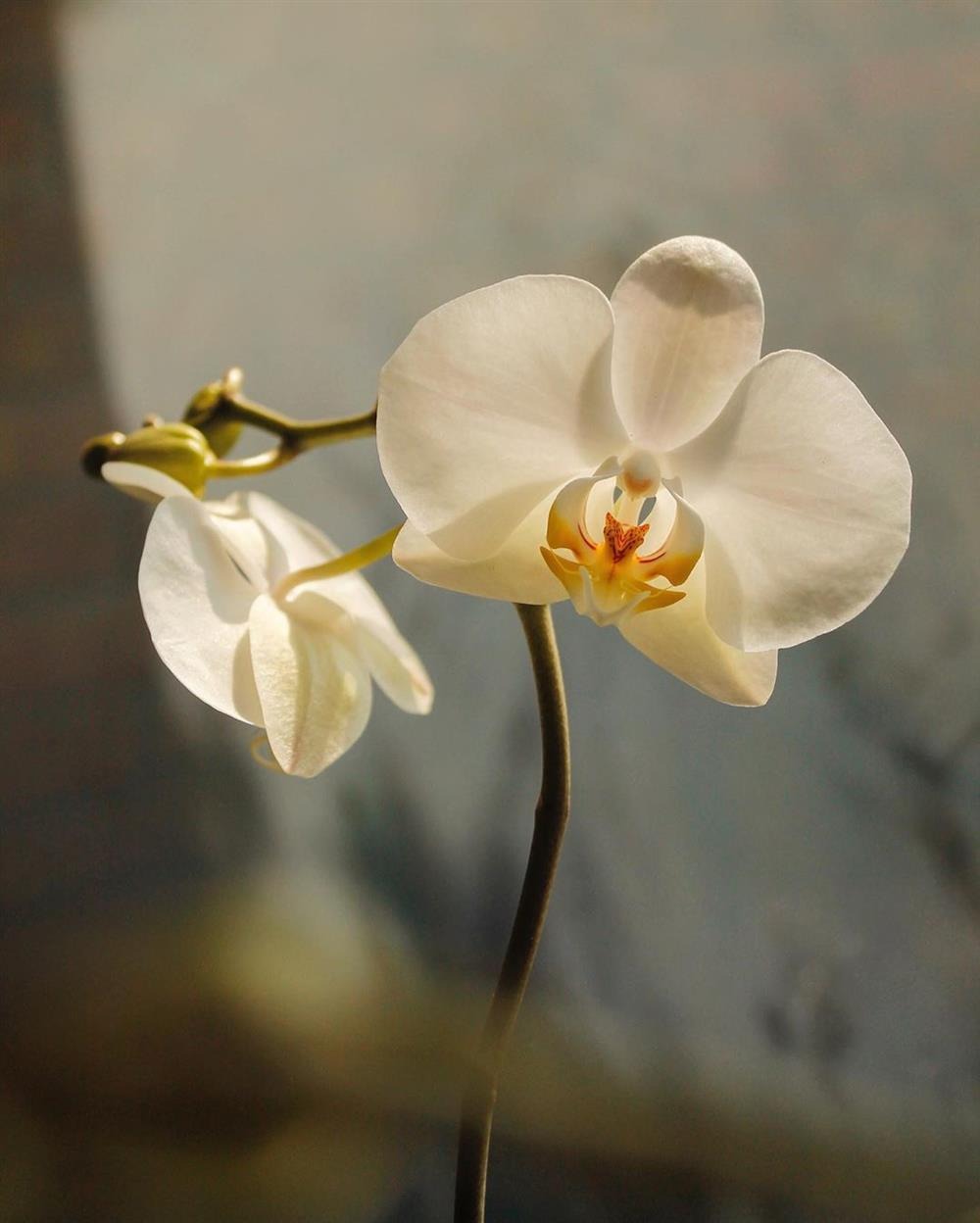 orquídea phalaenopsis branca