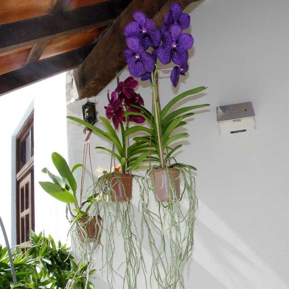 como cuidar de orquidea em vaso de barro