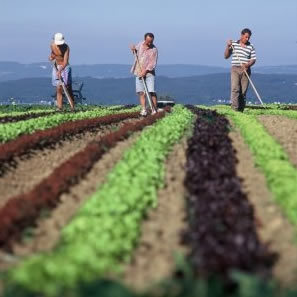 Curso técnico em agricultura gratuito