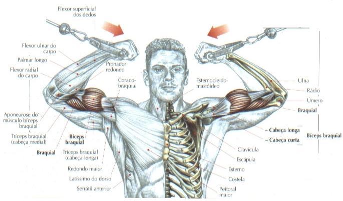 Melhores exercícios para bíceps e tríceps