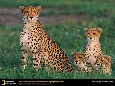 Fotos de animais selvagens para imprimir
