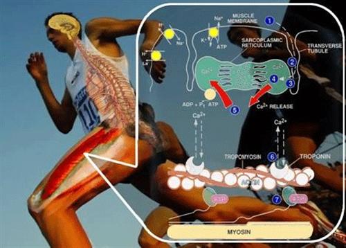 Como evitar a fadiga muscular