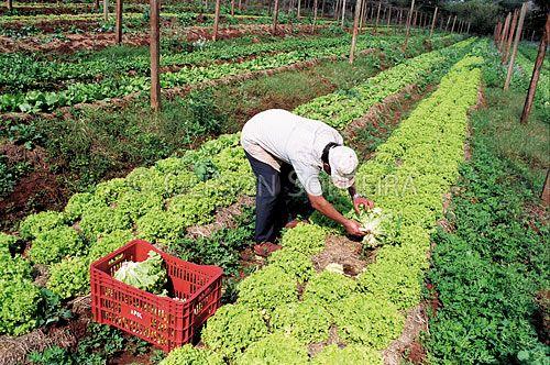 Mensagem em homenagem ao dia do agricultor