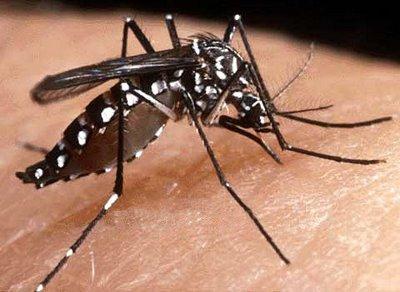 Quais remédios não se pode tomar com dengue