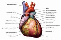 Mensagens para o dia do cardiologista