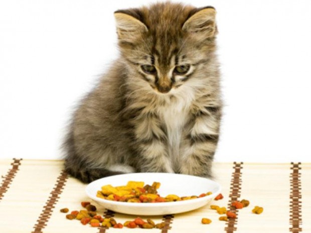 Dieta balanceada para gatos