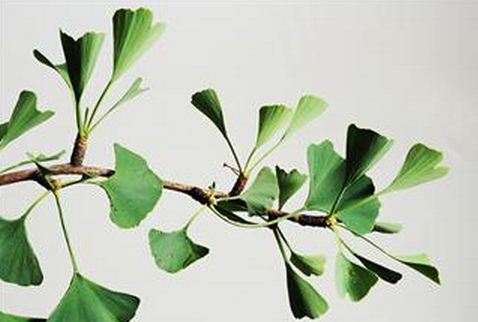 Benefícios da ginkgo biloba