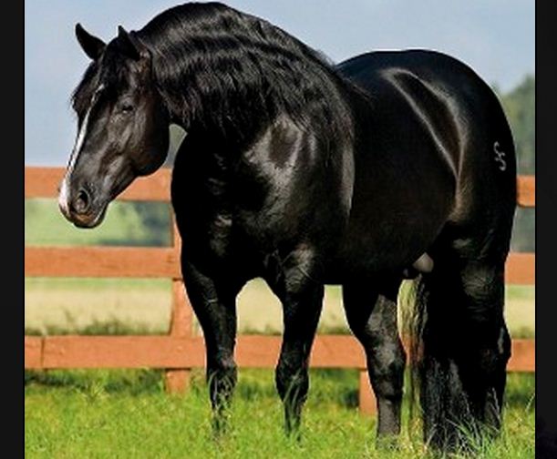 Cavalo Quarto de Milha (Foto: Cavalos e raças.blogspot.com/divulgação)