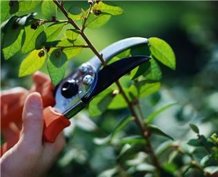 Curso de horticultura orgânica grátis