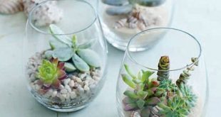 Terrário com Suculentas: Como Fazer