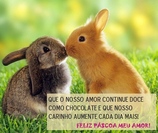 coelhos