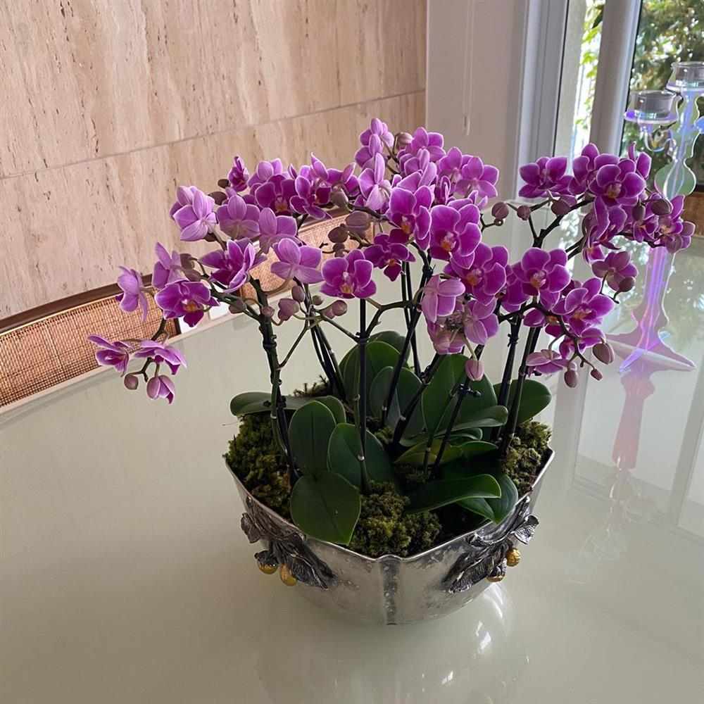 Como Cuidar De Orquídeas Em Vaso Orquideaoterapia