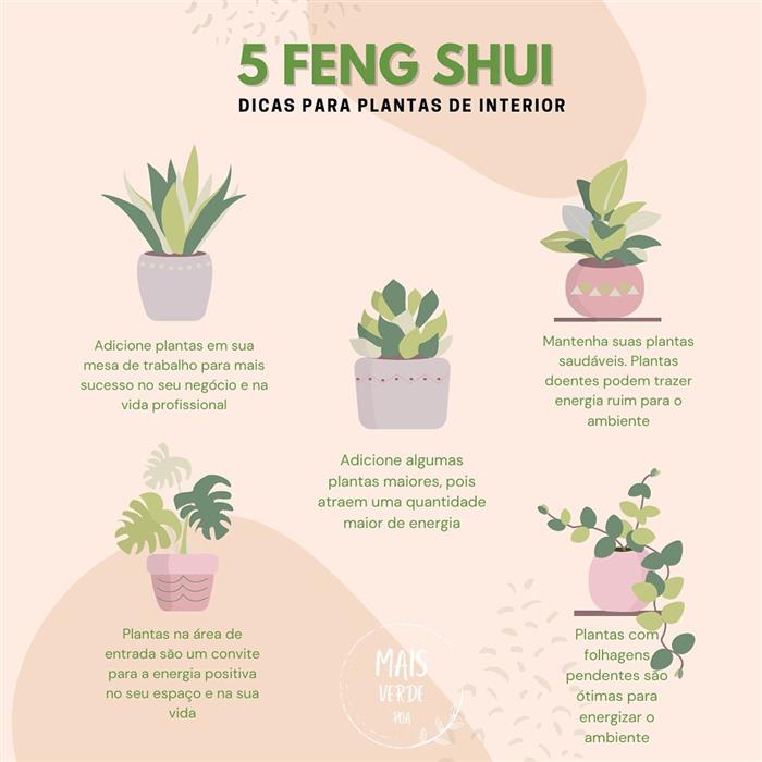 Feng shui e plantas para dentro de casa