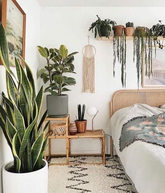 Melhores plantas para dentro do quarto