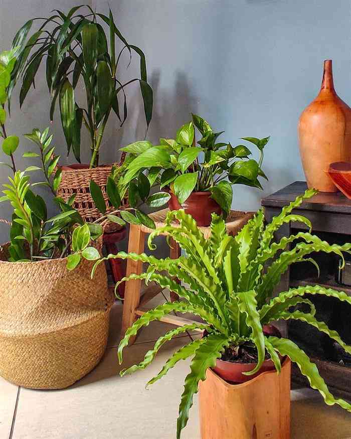 Nomes de plantas para dentro de casas