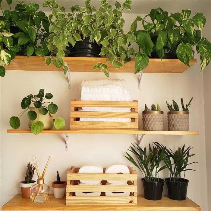 40+ melhores plantas para dentro de casa