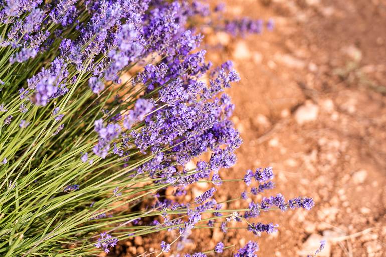 flor lavanda