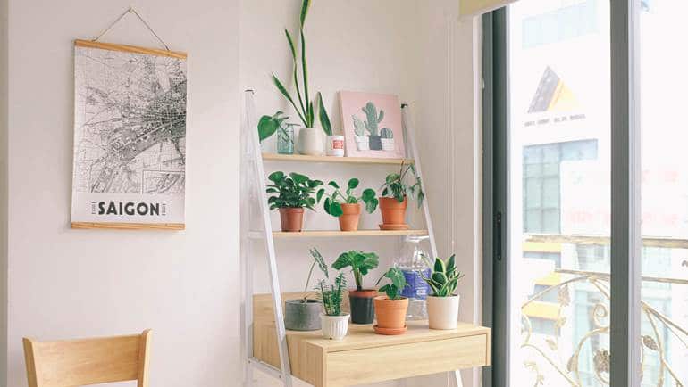 Plantas para quartos: 16 dicas de espécies para decorar