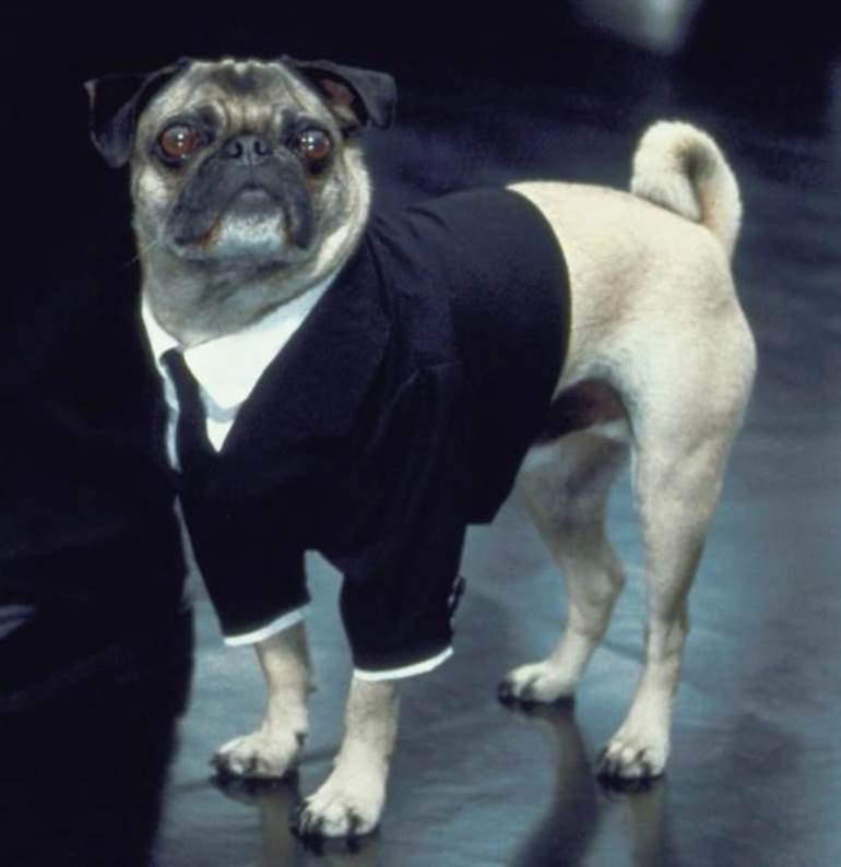 Cachorro do MIB