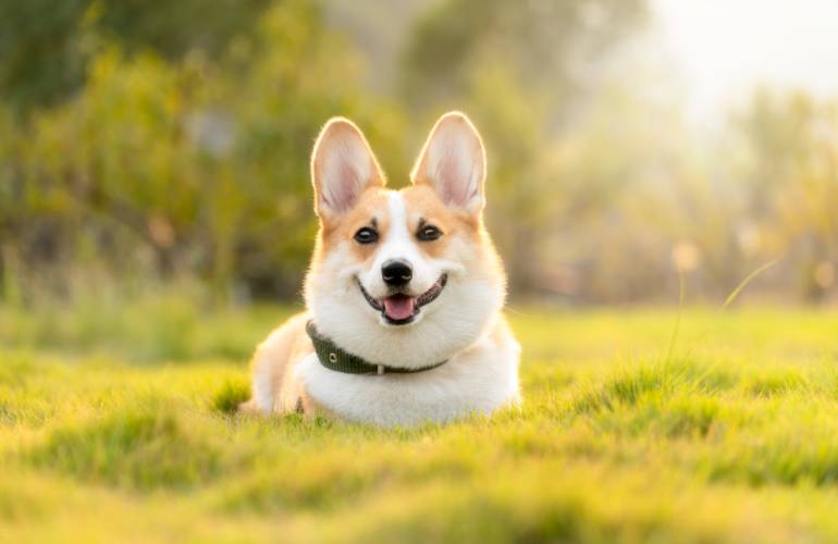 Cachorro limpo contra muriçoca