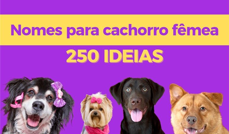 Nomes para cachorro fêmea: 250 Ideias chiques e criativas