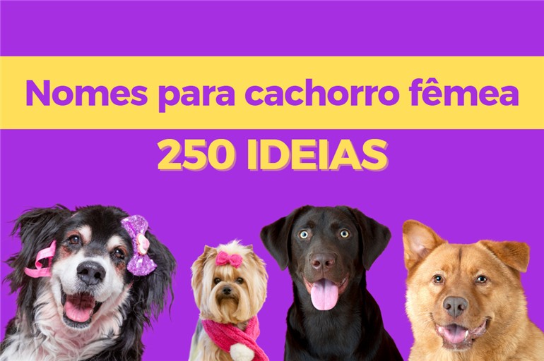 Nomes para cachorro fêmea: 250 Ideias chiques e criativas